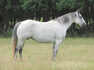 Quarter Horse mare, Rockfield Misstopgun